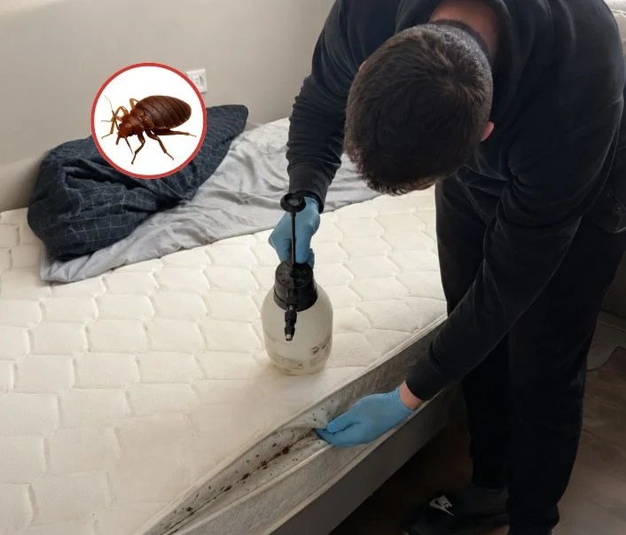 Technicien traitant un matelas contre les punaises de lit à Les Clayes-sous-Bois